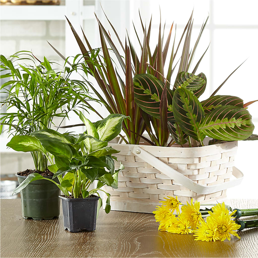 Florist Designed Blooming and Green Plants in a Basket – POTRATZ FLORAL SHOP & GREENHOUSES, Erie PA