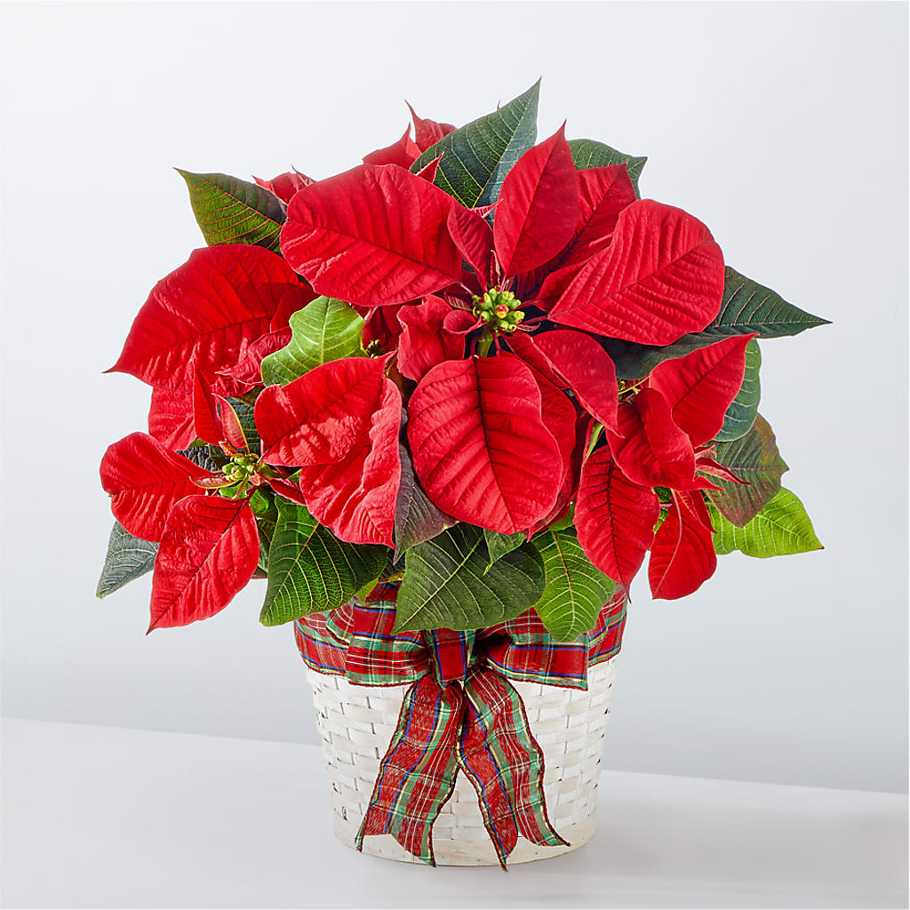 Happiest Holidays Poinsettia – POTRATZ FLORAL SHOP & GREENHOUSES, Erie PA
