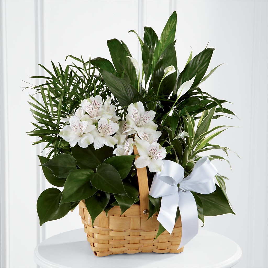 Peace & Serenity Dishgarden – POTRATZ FLORAL SHOP & GREENHOUSES, Erie PA
