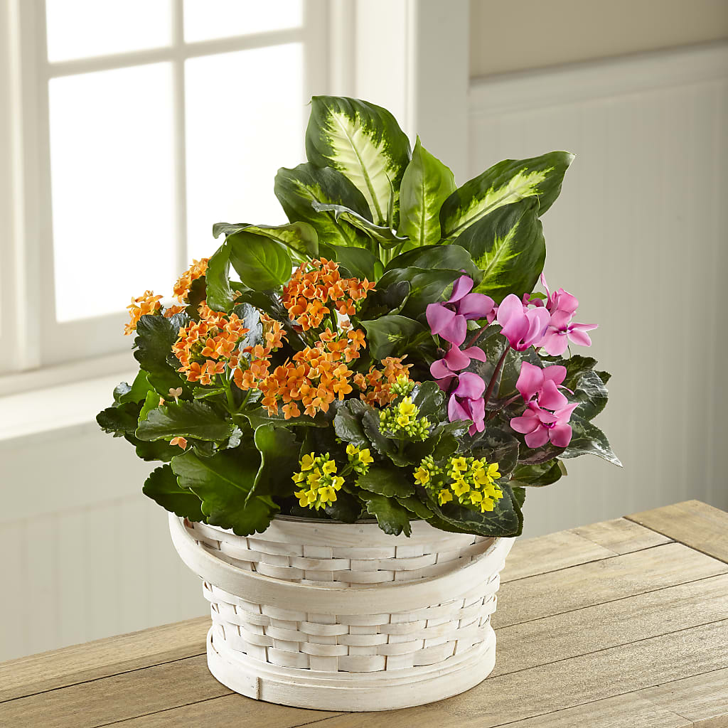 Color Crush Dishgarden – POTRATZ FLORAL SHOP & GREENHOUSES, Erie PA