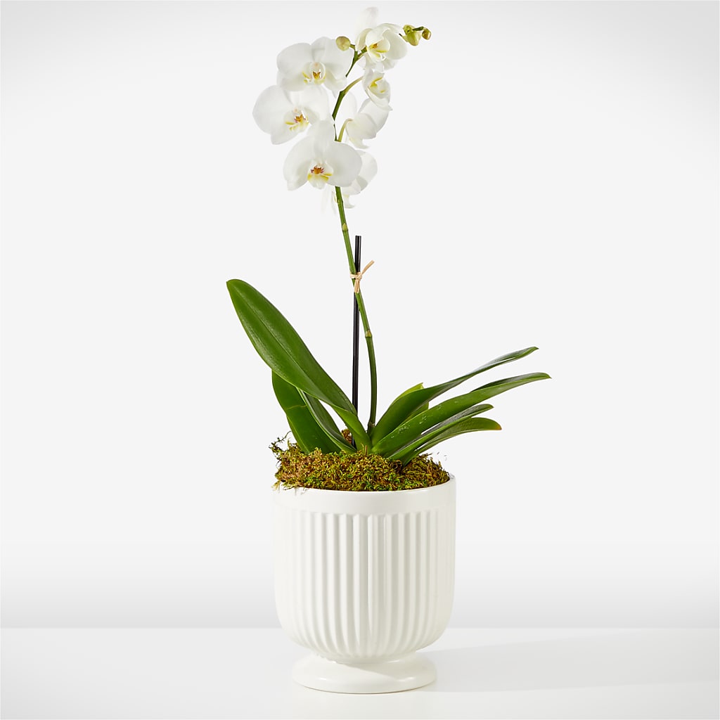Whispering White Orchid – POTRATZ FLORAL SHOP & GREENHOUSES, Erie PA