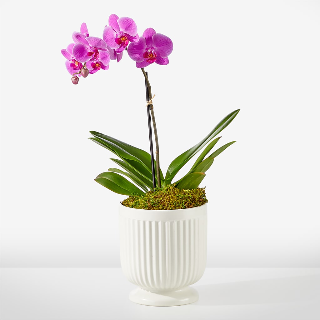 Friendly Fuchsia Orchid – POTRATZ FLORAL SHOP & GREENHOUSES, Erie PA
