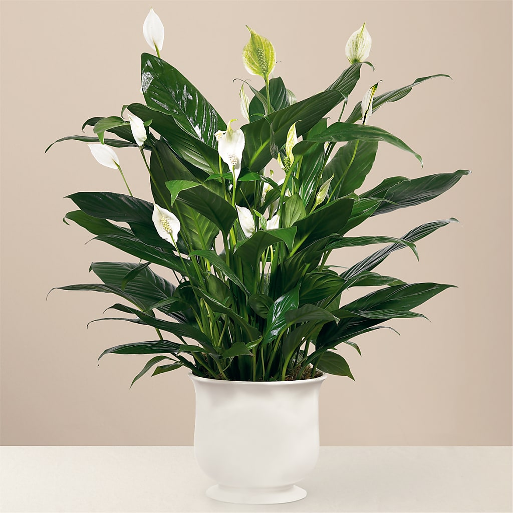 Comfort Planter – POTRATZ FLORAL SHOP & GREENHOUSES, Erie PA