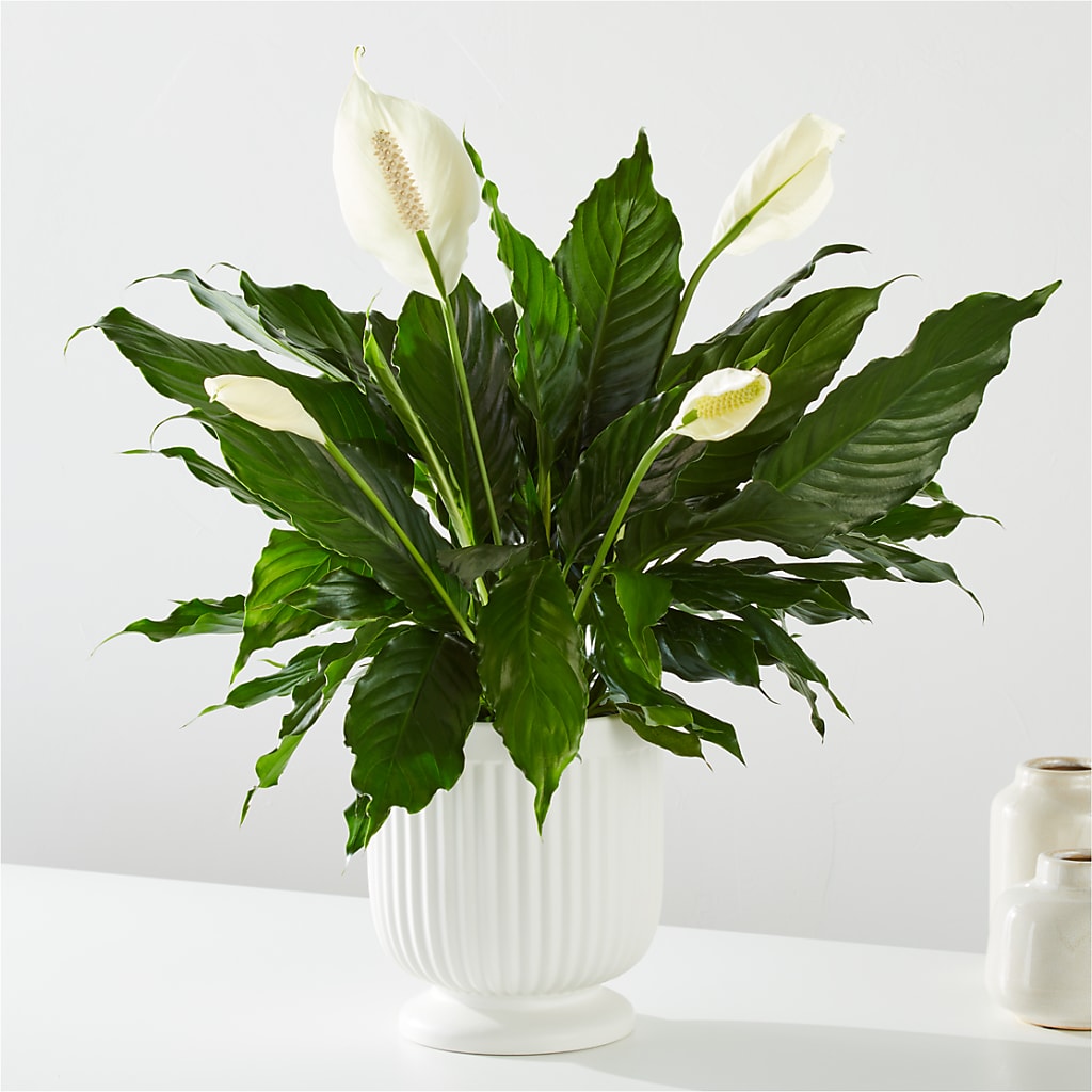 Comfort Planter – POTRATZ FLORAL SHOP & GREENHOUSES, Erie PA