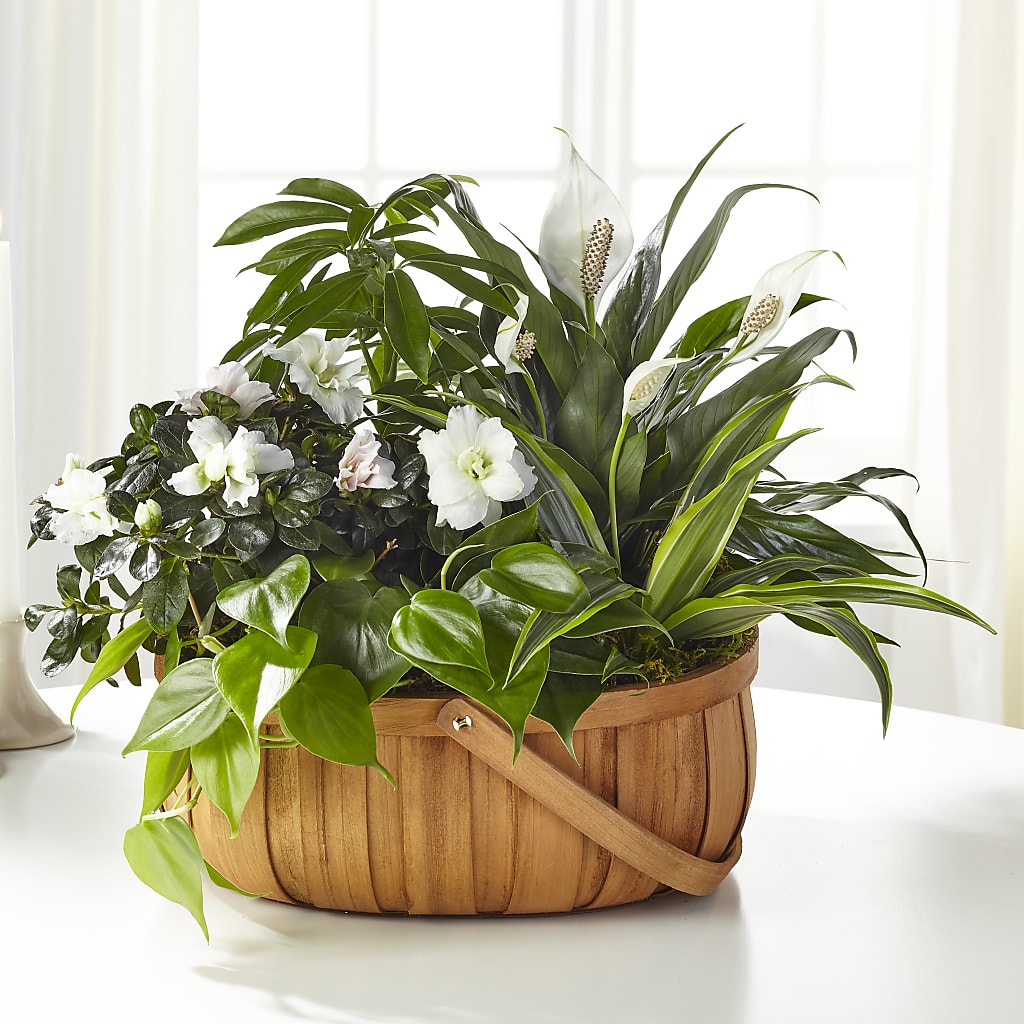 Serene Dishgarden – POTRATZ FLORAL SHOP & GREENHOUSES, Erie PA