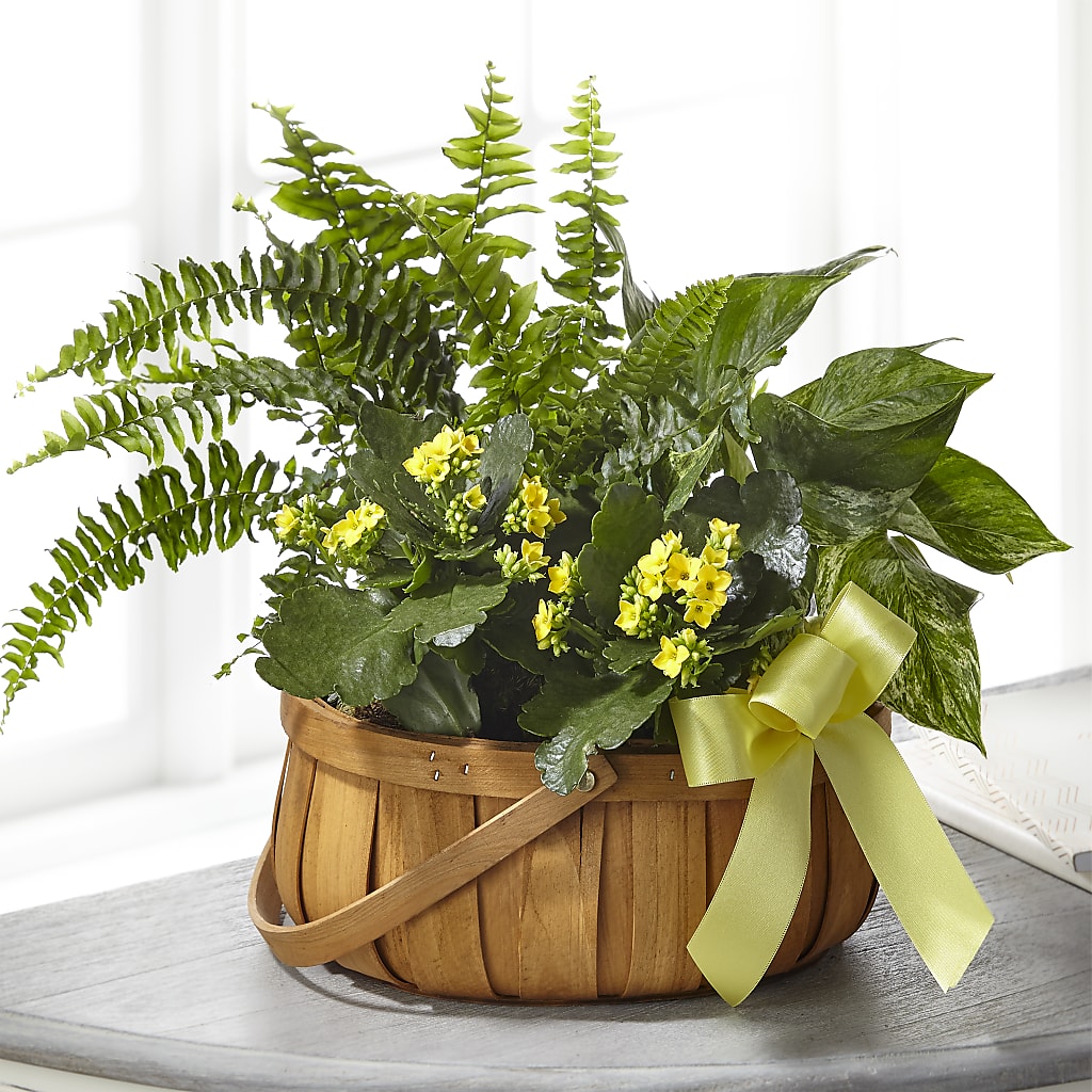 Always Dear Dishgarden – POTRATZ FLORAL SHOP & GREENHOUSES, Erie PA