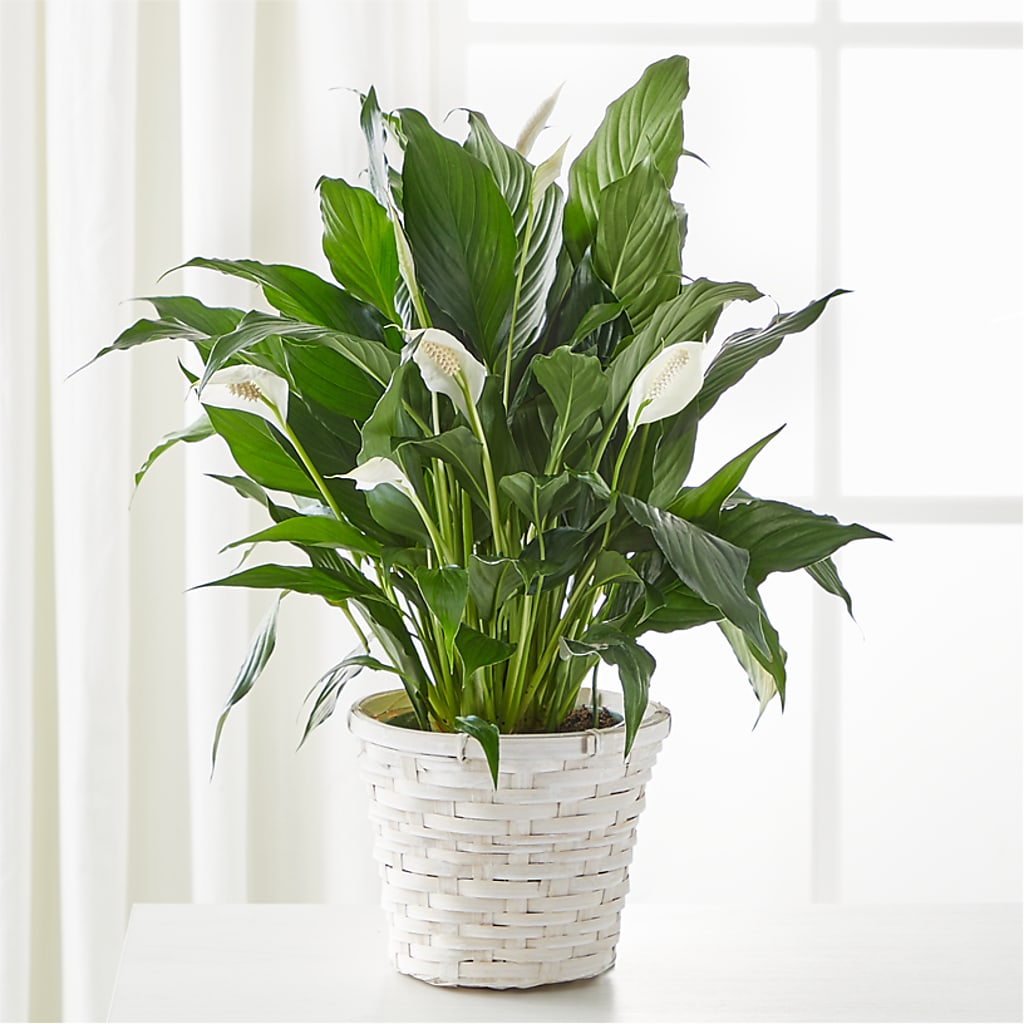 A New Leaf Peace Lily – POTRATZ FLORAL SHOP & GREENHOUSES, Erie PA