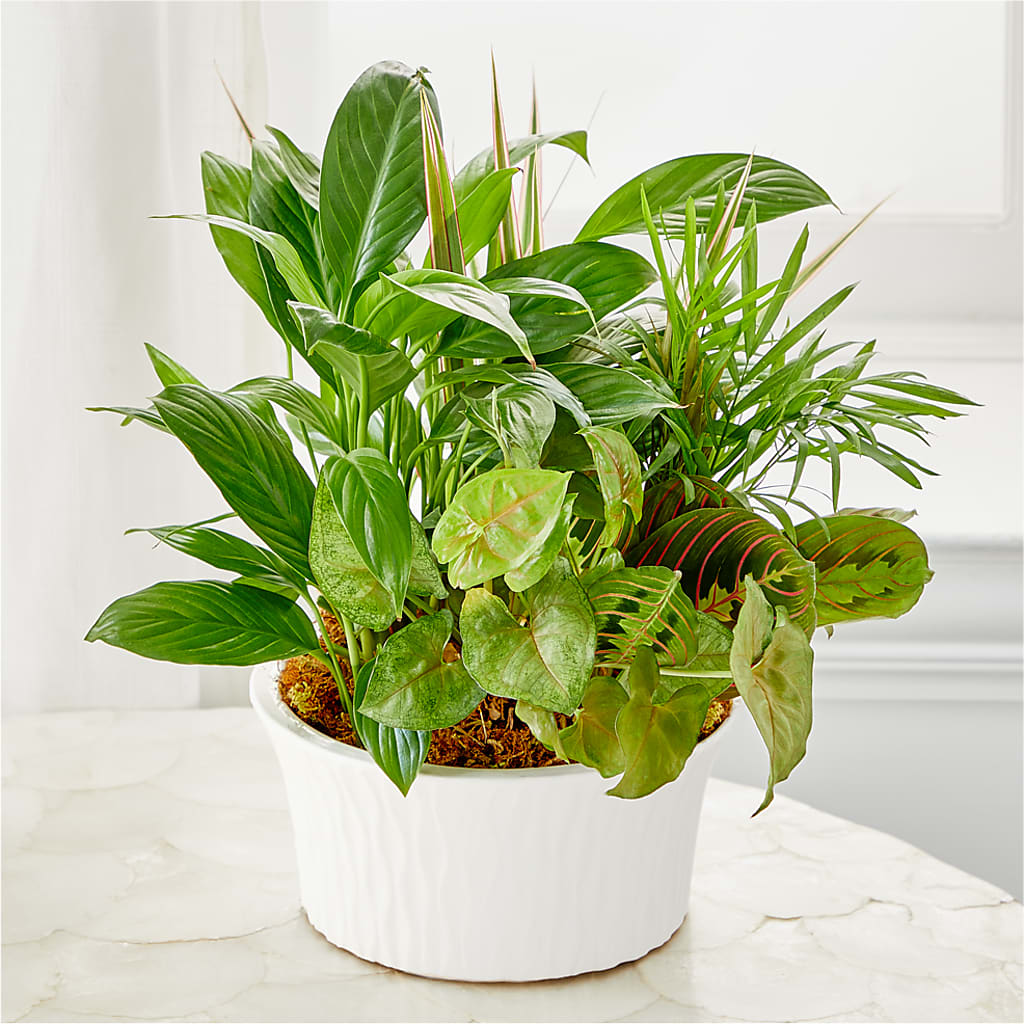 Balance & Harmony Dishgarden – POTRATZ FLORAL SHOP & GREENHOUSES, Erie PA