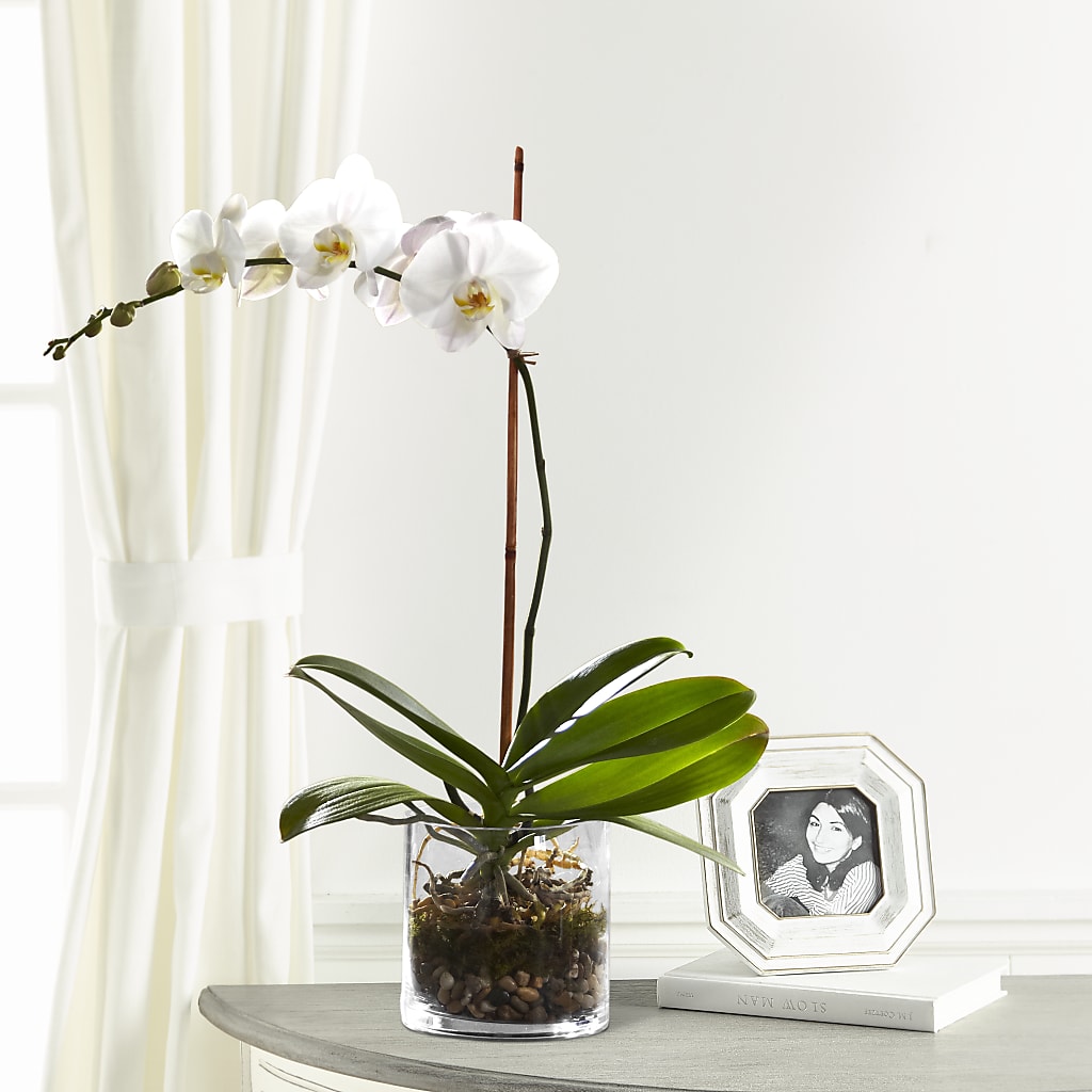 White Orchid Planter – POTRATZ FLORAL SHOP & GREENHOUSES, Erie PA