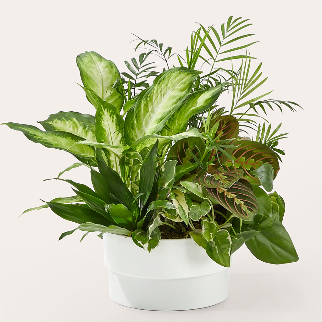 Radiating Positivity Dishgarden – POTRATZ FLORAL SHOP & GREENHOUSES, Erie PA