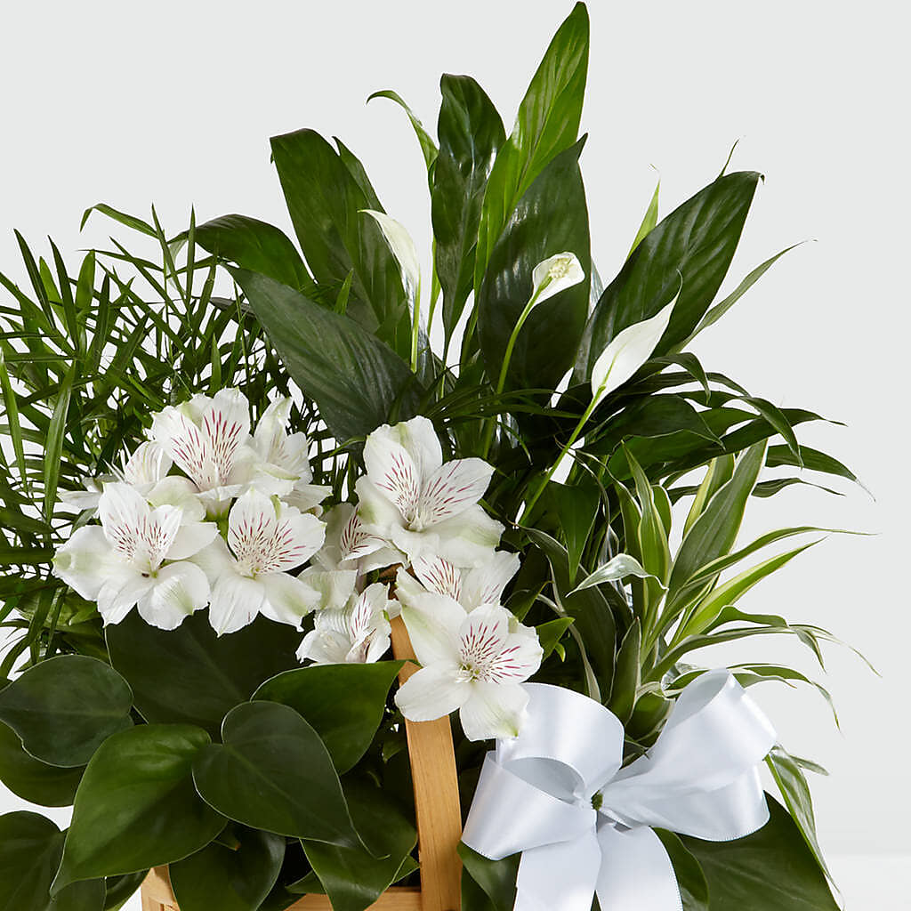 Peace & Serenity Dishgarden – POTRATZ FLORAL SHOP & GREENHOUSES, Erie PA
