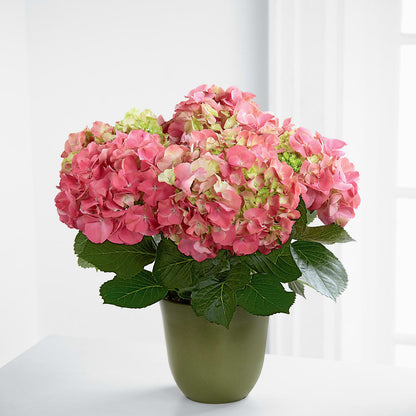 Pink Hydrangea Planter – POTRATZ FLORAL SHOP & GREENHOUSES, Erie PA