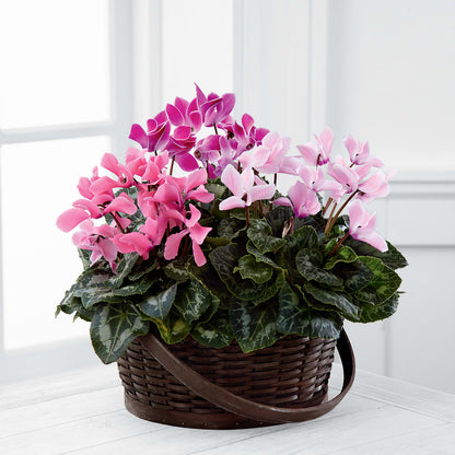 Mixed Cyclamen Planter – POTRATZ FLORAL SHOP & GREENHOUSES, Erie PA