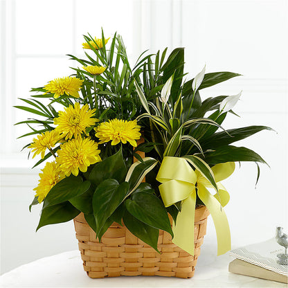 Loving Light Dishgarden – POTRATZ FLORAL SHOP & GREENHOUSES, Erie PA