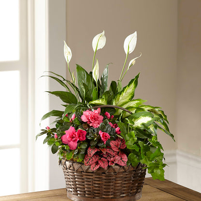 Dream in Pink Dishgarden – POTRATZ FLORAL SHOP & GREENHOUSES, Erie PA