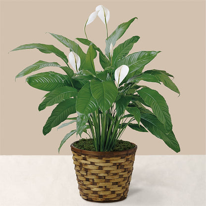 Tranquil Moments Peace Lily Plant – POTRATZ FLORAL SHOP & GREENHOUSES, Erie PA