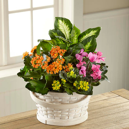 Color Crush Dishgarden – POTRATZ FLORAL SHOP & GREENHOUSES, Erie PA