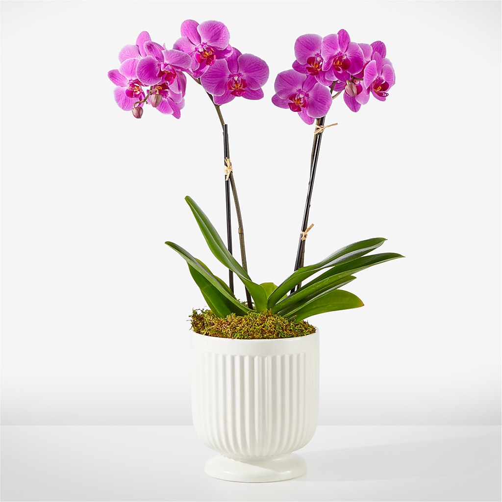 Friendly Fuchsia Orchid – pink flower arrangement | Erie, PA