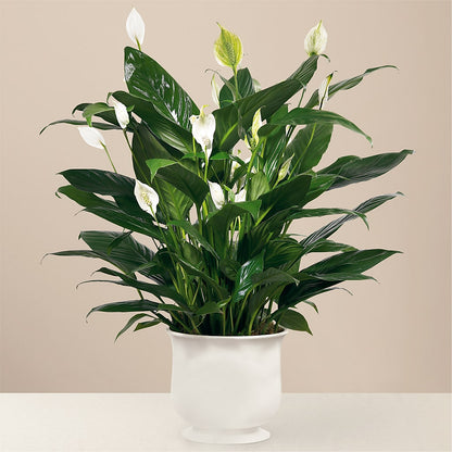Comfort Planter – POTRATZ FLORAL SHOP & GREENHOUSES, Erie PA