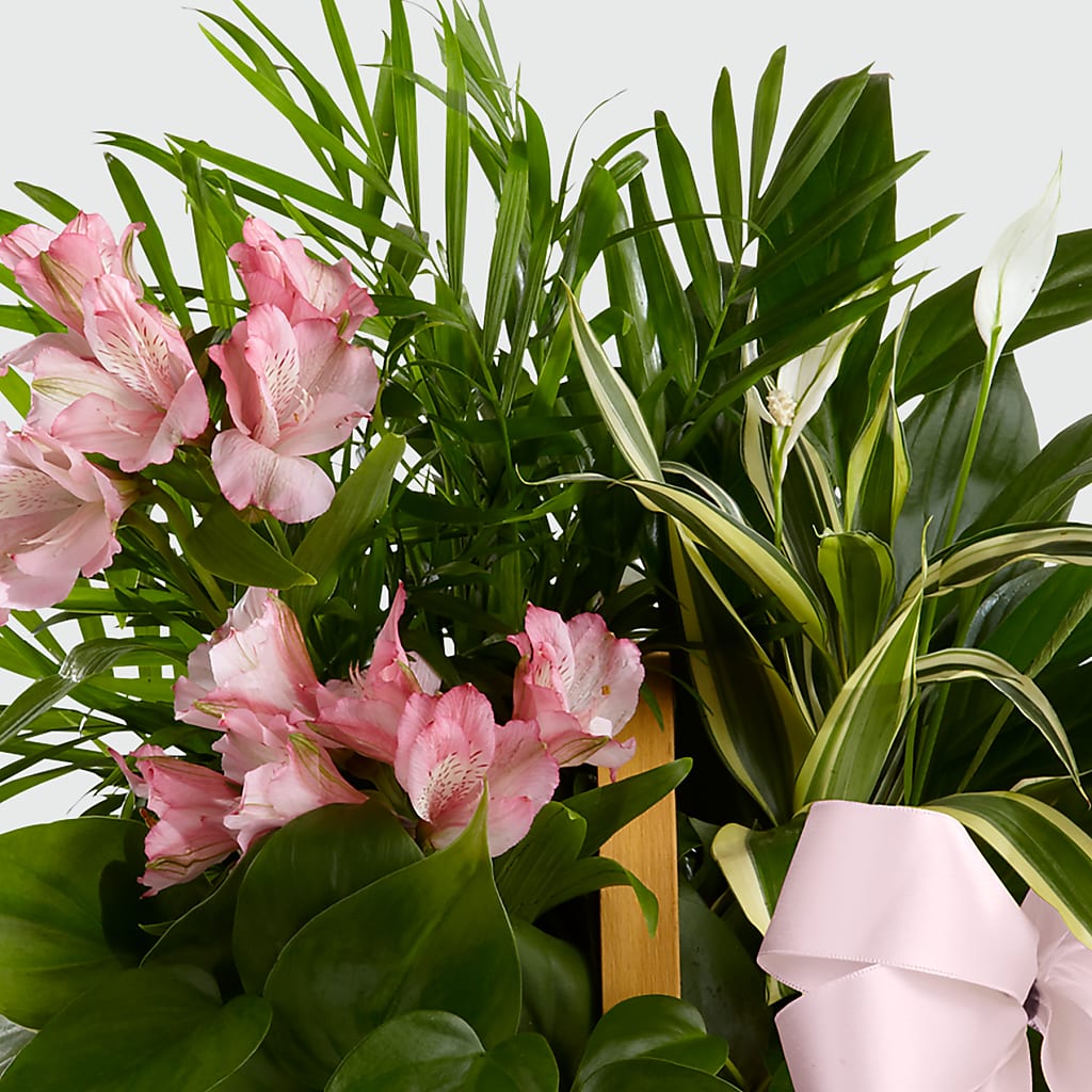 Living Spirit Dishgarden – POTRATZ FLORAL SHOP & GREENHOUSES, Erie PA