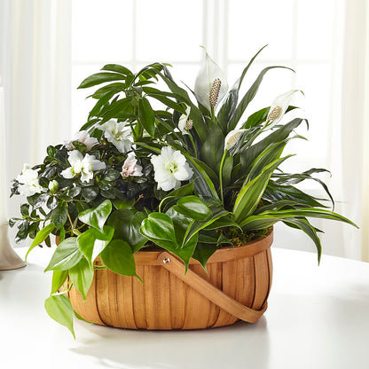 Serene Dishgarden – POTRATZ FLORAL SHOP & GREENHOUSES, Erie PA