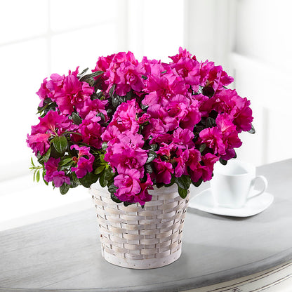 Hope & Serenity Azalea Plant – POTRATZ FLORAL SHOP & GREENHOUSES, Erie PA