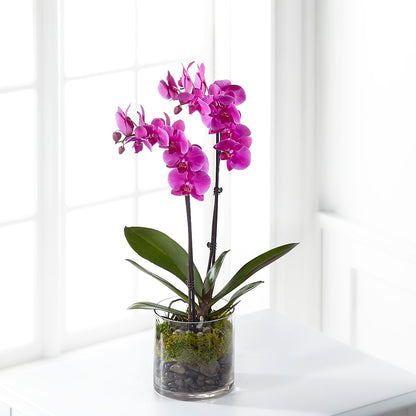 Pink Orchid Plant – POTRATZ FLORAL SHOP & GREENHOUSES, Erie PA