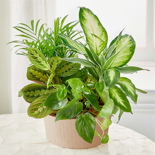 Balance & Harmony Dishgarden – POTRATZ FLORAL SHOP & GREENHOUSES, Erie PA