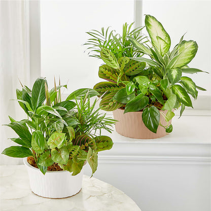 Balance & Harmony Dishgarden – POTRATZ FLORAL SHOP & GREENHOUSES, Erie PA