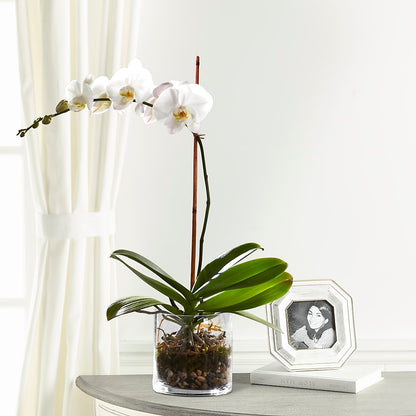 White Orchid Planter – POTRATZ FLORAL SHOP & GREENHOUSES, Erie PA