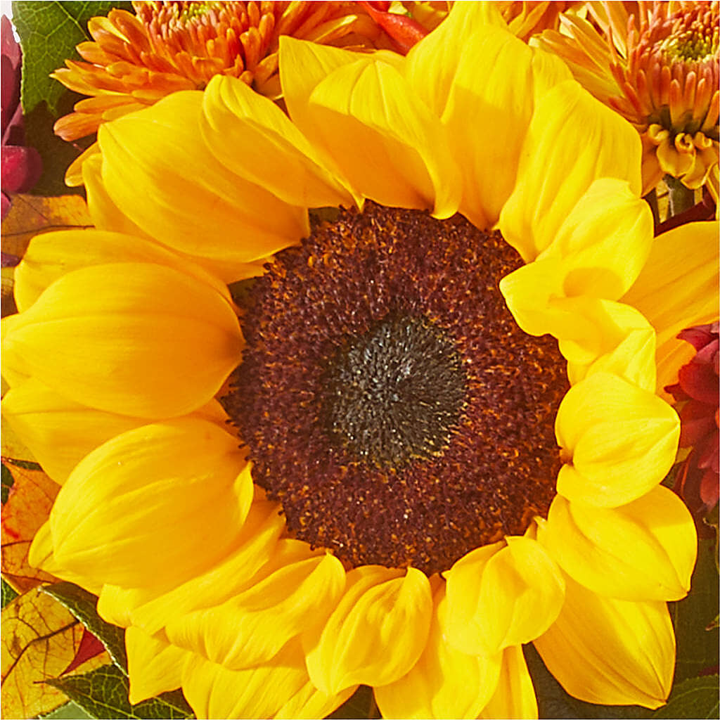 Sunny Side Bouquet – POTRATZ FLORAL SHOP & GREENHOUSES, Erie PA