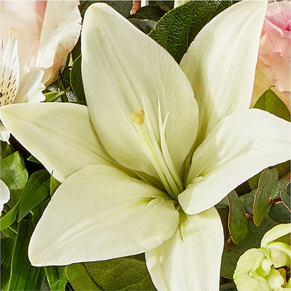 Ballet Slippers Bouquet – POTRATZ FLORAL SHOP & GREENHOUSES, Erie PA